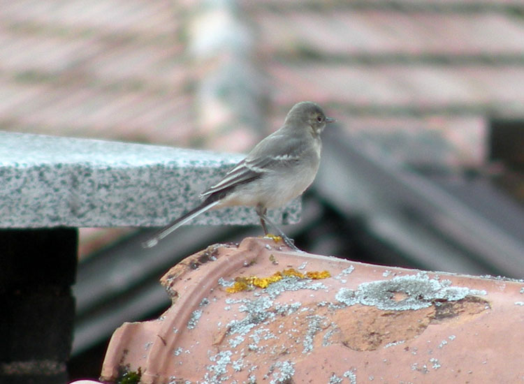 Giovane di Ballerina bianca (Motacilla alba)